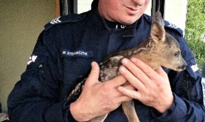 policjant trzyma na rękach małą sarenkę