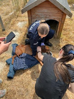 policjantka i kobieta kucają przy leżącym psie na suchej trawie obok budy