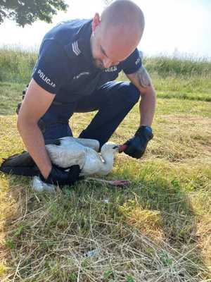 policjant trzyma bociana siedzącego na trawie na poboczu drogi