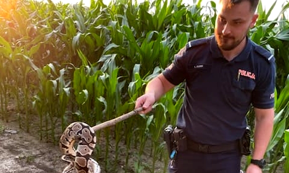 policjant trzyma kij, na którym wisi pyton królewski, w tle pole kukurydzy