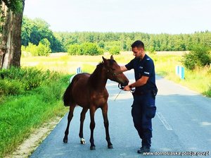 Policjant ze złapanym źrebakiem