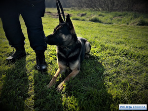 Pies policyjny siedzi na trawie przy nodze swojego przewodnika
