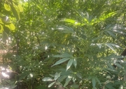 zabezpieczone krzewy marihuany