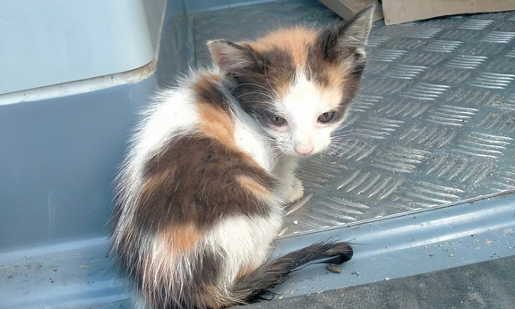 uratowany kot