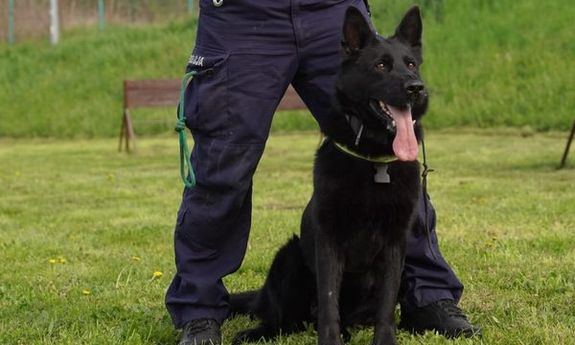 Policjant z psem służbowym