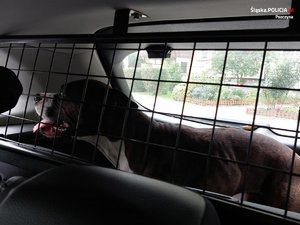Pies w bagażniku radiowozu