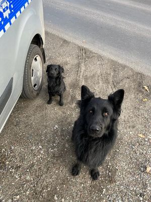 dwa uratowane psy siedzą przy radiowozie