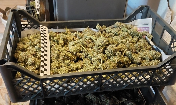 zabezpieczona przez policjantów marihuana w plastikowych skrzynkach