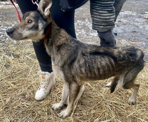 Zaniedbany pies stoi bokiem do aparatu, widać mu kości, trzyma go kobieta