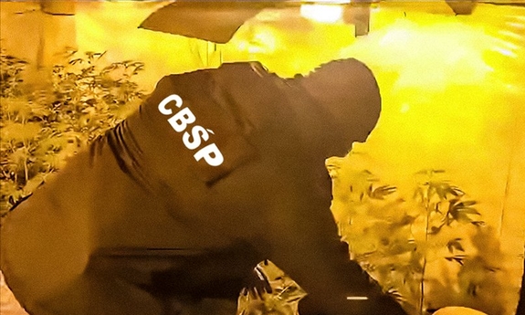policjant CBŚP  w trakcie oględzin plantacji