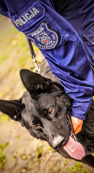 czarny pies. trzyma go ręka policjanta