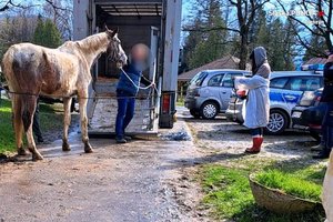 mężczyzna prowadzi konia do specjalnego samochodu