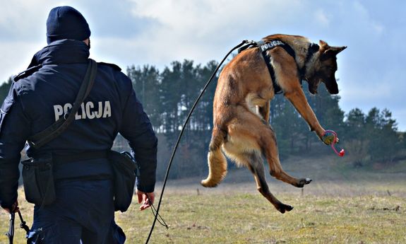 pies skaczący po zabawkę. obok plecy policjanta