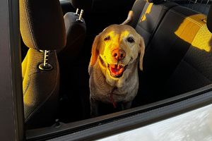 piesek w samochodzie