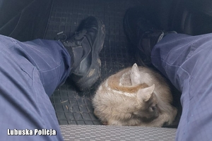 w samochodzie na podłodze pomiędzy nogami policjanta leży mały daniel