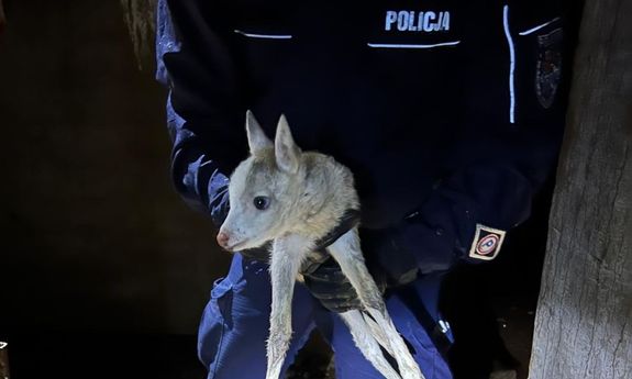 policjant trzyma na rękach małego daniela