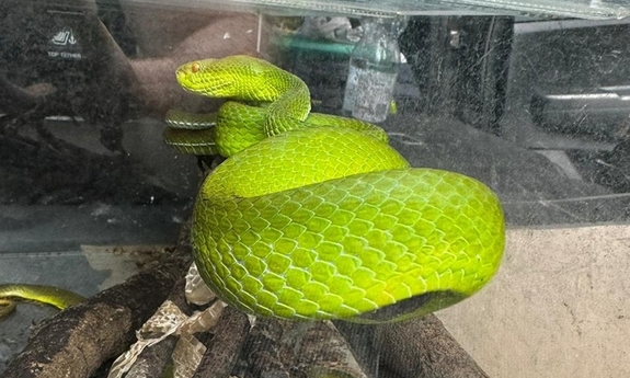 wąż w terrarium