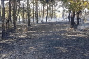 Miejsce pożaru lasu