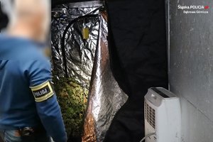 nieumundurowany policjant z opaską na ramieniu z napisem policja stojącego przed specjalistycznym namiotem, w którym znajdują się zielone sadzonki w donicach