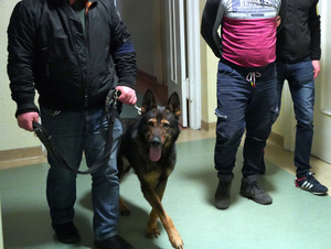 policjant z psem policyjnym na smyczy i policjant prowadzący zatrzymanego