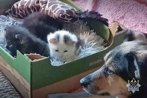 na zdjęciu uratowane koty siedzą w kartonie, obok nich leży pies