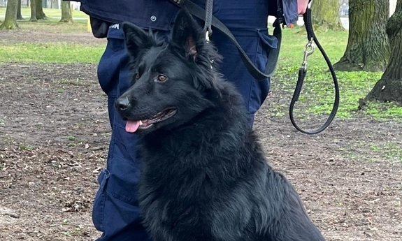 pies na smyczy, którą trzyma policjant