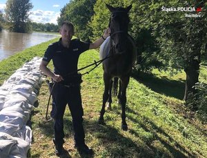 policjant trzyma konia za uzdę