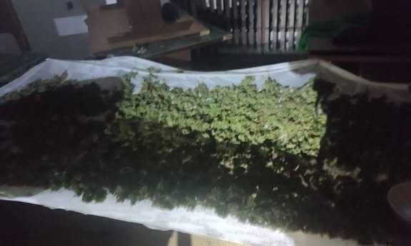 marihuana suszy się na firance