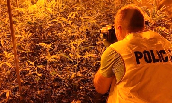 Technik kryminalistyki wykonuje dokumentację fotograficzną plantacji marihuany.