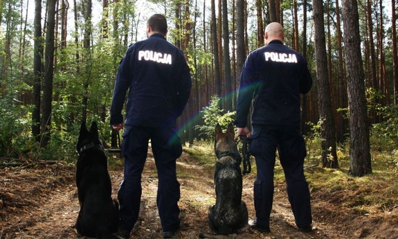 Dwaj policjanci z psami w lesie w trakcie poszukiwań.
