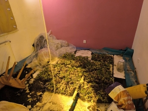 Konopie rosnące na nielegalnej plantacji.