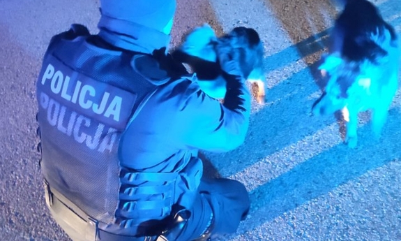 Kolaż zdjęć. Na pierwszym zdjęciu radiowóz policyjny i dwa błąkające się psy. Na drugim umundurowany policjant bawi się z psem.