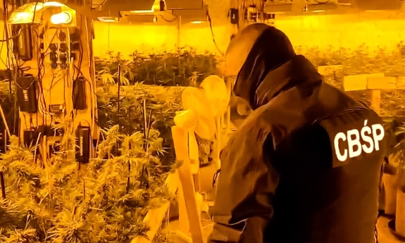 Funkcjonariusz prowadzi czynności w trakcie przeszukiwania plantacji konopi indyjskich.