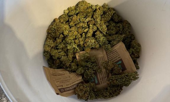 marihuana w wiadru.