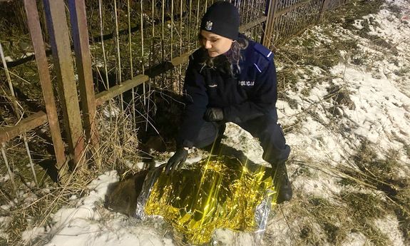 policjanta okrywa bobra kocem termicznym.