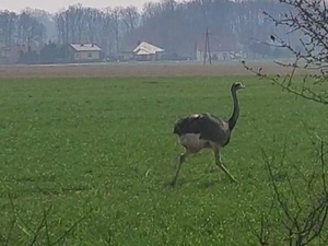 Struś biegnący po polu.