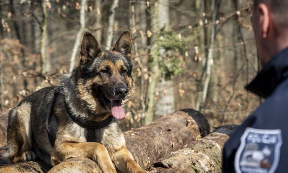 pies policyjny leży na poukładanym drewnie i patrzy na policjanta, który stoi przed nim.