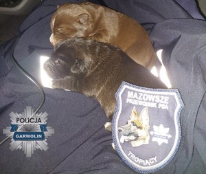 Na zdjęciu uratowane szczeniaki przez funkcjonariuszy.