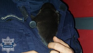 Na zdjęciu uratowane szczeniaki przez funkcjonariuszy.