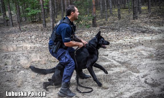 Przewodnik trzyma psa służbowego. Widok z boku.