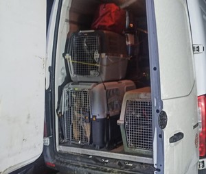Kilkanaście klatek ze zwierzętami znajdujących się w pojeździe.