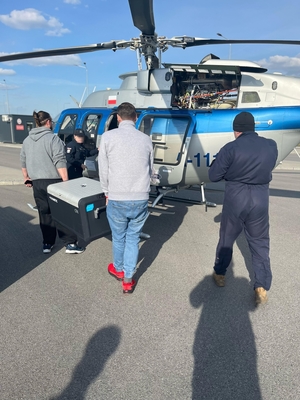 Dwaj mężczyźni przy śmigłowcu trzymają pojemnik z narządem. Przy otwartych drzwiach śmigłowca lotnik policyjny.
