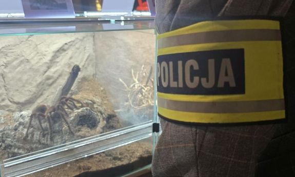 ręka policjanta z napisem policja a w tle pająk w szklanym terrarium.
