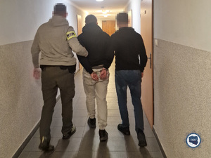 Dwaj nieumundurowani policjanci prowadzą zatrzymanego - widok z tyłu.