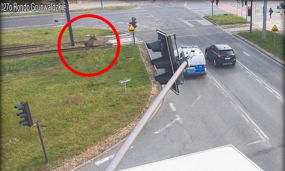 Stopklatka z nagrania monitoringu przedstawia samochody i łosia w pobliżu torowiska tramwajowego.