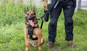 Pies policyjny siedzi przy nodze policjanta.