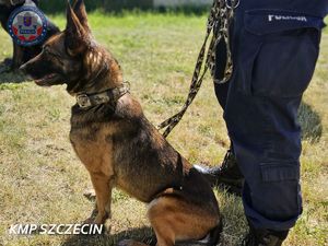 Policjant trzyma na smyczy psa.