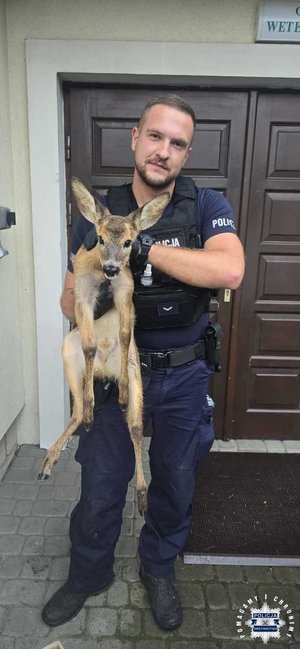 Policjant trzyma sarnę w rękach.