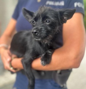 Policjantka trzyma na rękach pieska.