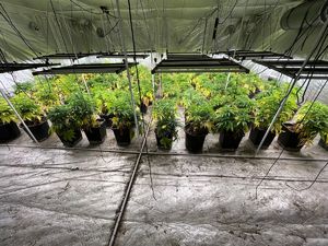 Zlikwidowana plantacja konopi.